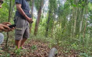 Trenggiling pemakan serangga berhasil dilepasliarkan di kawasan hutan di Batam. | Foto: Riauaktual