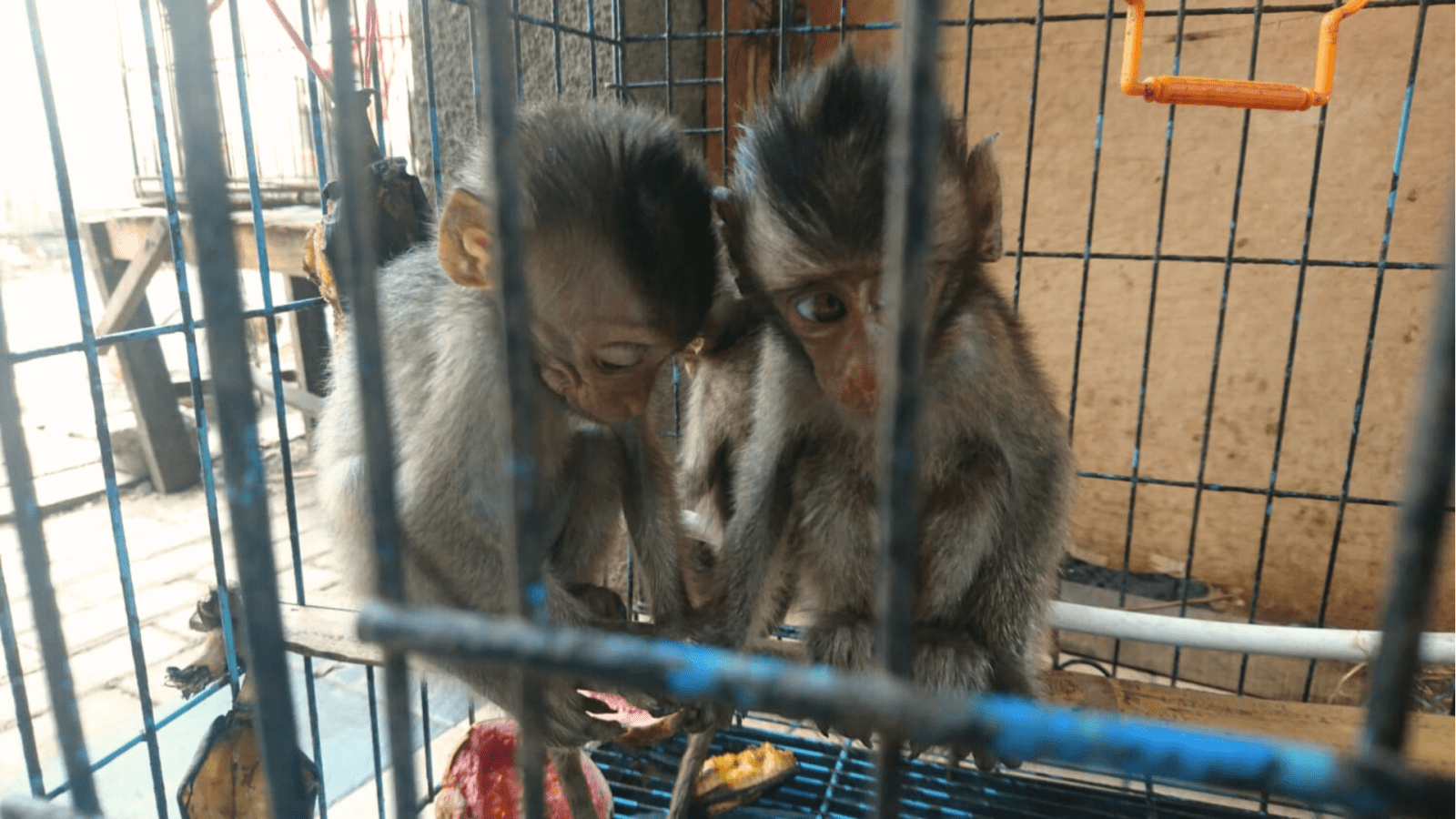 Bayi monyet ekor panjang masih sering dijumpai di pasar hewan untuk diperdagangkan. | Foto: Garda Animalia