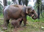 Anak gajah sumatera lahir di CRU Alue Kuyun, Kabupaten Aceh Barat, Aceh. | Sumber: PPID KLHK
