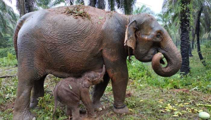 Bayi Gajah Sumatera Lahir dalam Kondisi Sehat