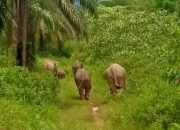 Gajah Sumatera Dihalau Menuju Habitat