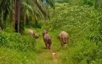 Gajah sumatera saat dihalau oleh warga menuju hutan. | Foto: Rizalihadi/AJNN