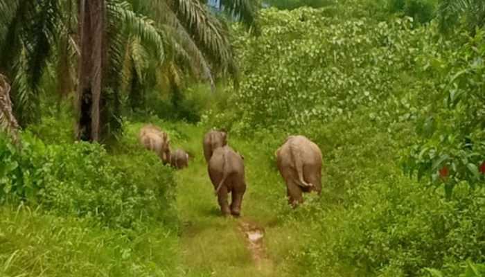 Gajah Sumatera Dihalau Menuju Habitat