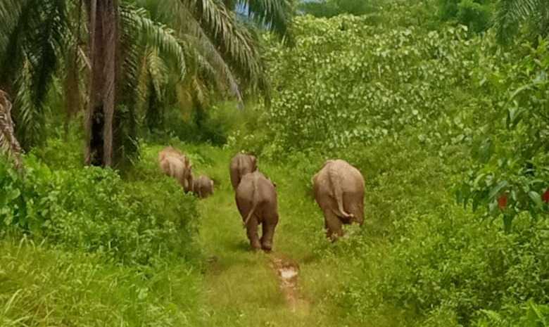 Gajah sumatera saat dihalau oleh warga menuju hutan. | Foto: Rizalihadi/AJNN 