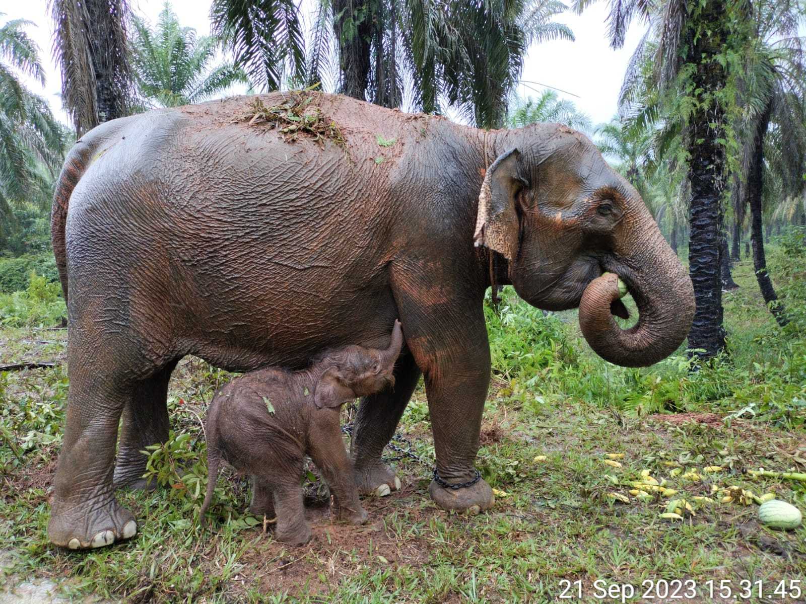 Anak gajah sumatera lahir di CRU Alue Kuyun, Kabupaten Aceh Barat, Aceh. | Sumber: PPID KLHK