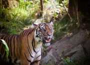 Diduga Konflik Harimau Sumatera, BKSDA Terjunkan Tim ke Lokasi