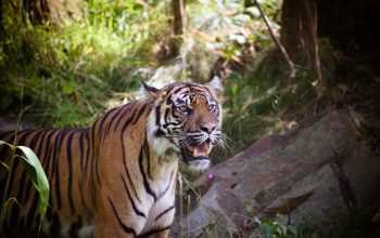 Ilustrasi harimau sumatera (Panthera tigris sumatrae). | Sumber: Restorasi Ekosistem Riau