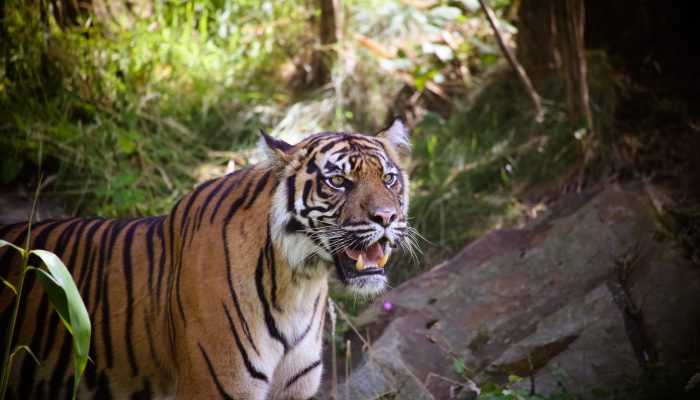 Diduga Konflik Harimau Sumatera, BKSDA Terjunkan Tim ke Lokasi
