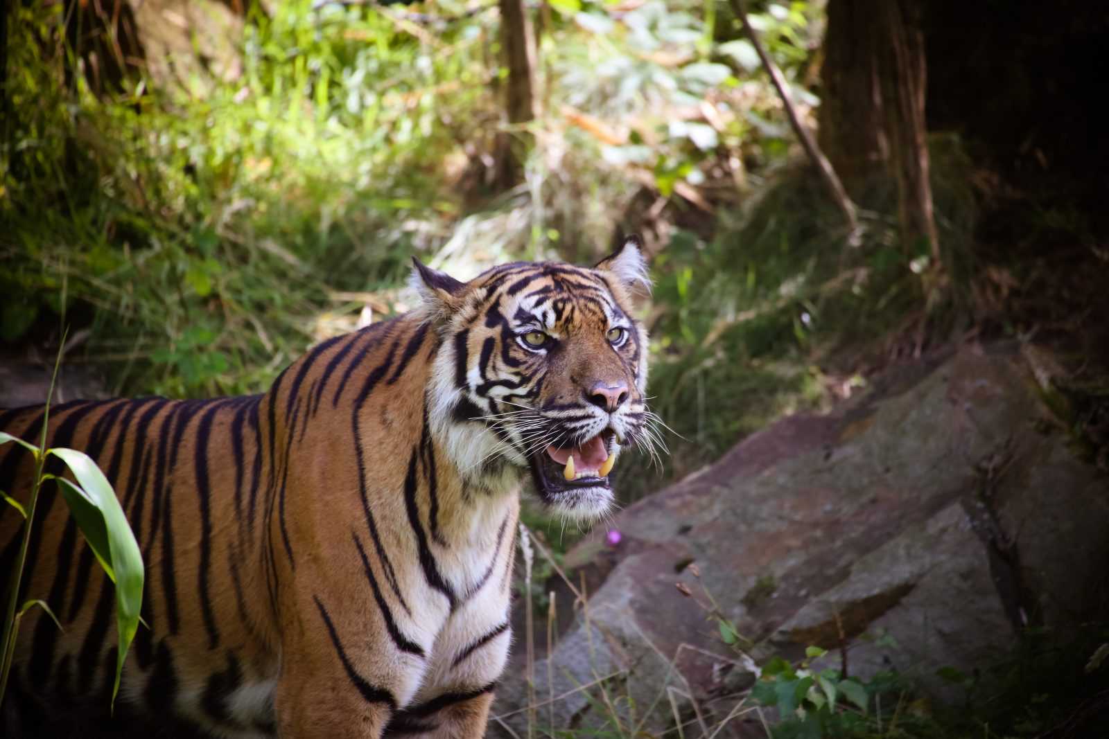 Ilustrasi harimau sumatera (Panthera tigris sumatrae). | Sumber: Restorasi Ekosistem Riau