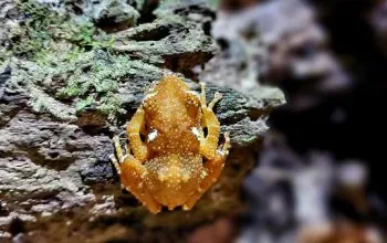 Katak pohon mutiara langka ditemukan di Pegunungan Sanggabuana. | Foto: Dok. Sanggabuana Conservation Foundation