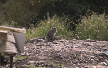 Monyet ekor panjang atau Macaca fascicularis, jenis primata yang mendiami daratan Indonesia secara luas, termasuk Kalimantan, Jawa, Sumatra, Bali. | Foto: Garda Animalia