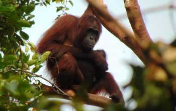 Ilustrasi primata orangutan kalimantan (Pongo pygmaeus). | Sumber: Dok. KLHK
