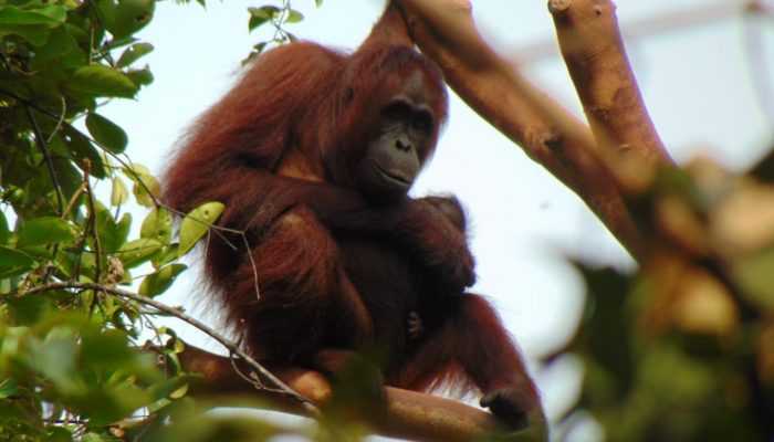 Anak dan Induk Orangutan Diduga Terjebak Kebakaran