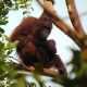 Ilustrasi primata orangutan kalimantan (Pongo pygmaeus). | Sumber: Dok. KLHK