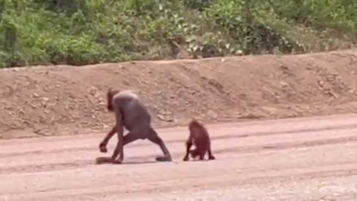 Induk dan anak orangutan saat tertangkap kamera dan viral di media sosial. | Sumber: Detik