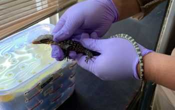Barang bukti salah satu reptil. Tujuh reptil yang gagal diselundupkan terdiri dari kadal panana dan biawak maluku. | Foto: Ismail Sangaji/MPI