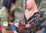 Sumi Ati Selamatkan Anak Orangutan di Pinggir Jalan