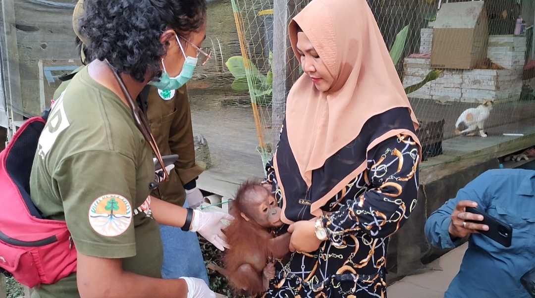 Anak orangutan bernama Orta diserahkan oleh Sumi Ati kepada pihak BKSDA. | Sumber: Kabar Etam 