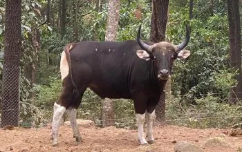 Indukan banteng jawa akan dibawa ke Suaka Satwa Banteng Taman Nasional Baluran. | Sumber: Dok. KLHK