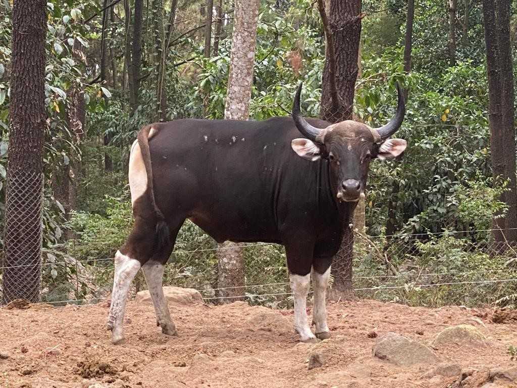 A male Javanese bull was brought to the breeder Baluran