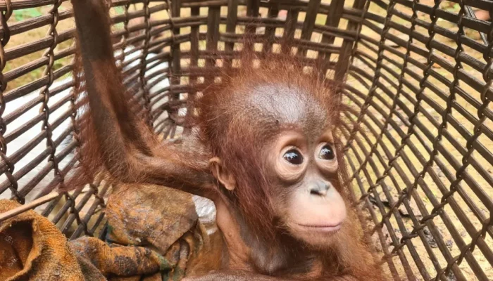 12 Orangutan Dilepasliarkan Sepanjang Tahun 2023