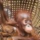 Salah satu orangutan yang berhasil diselamatkan oleh BKSDA Kalimantan Barat. | Sumber: Antara/HO-BKSDA