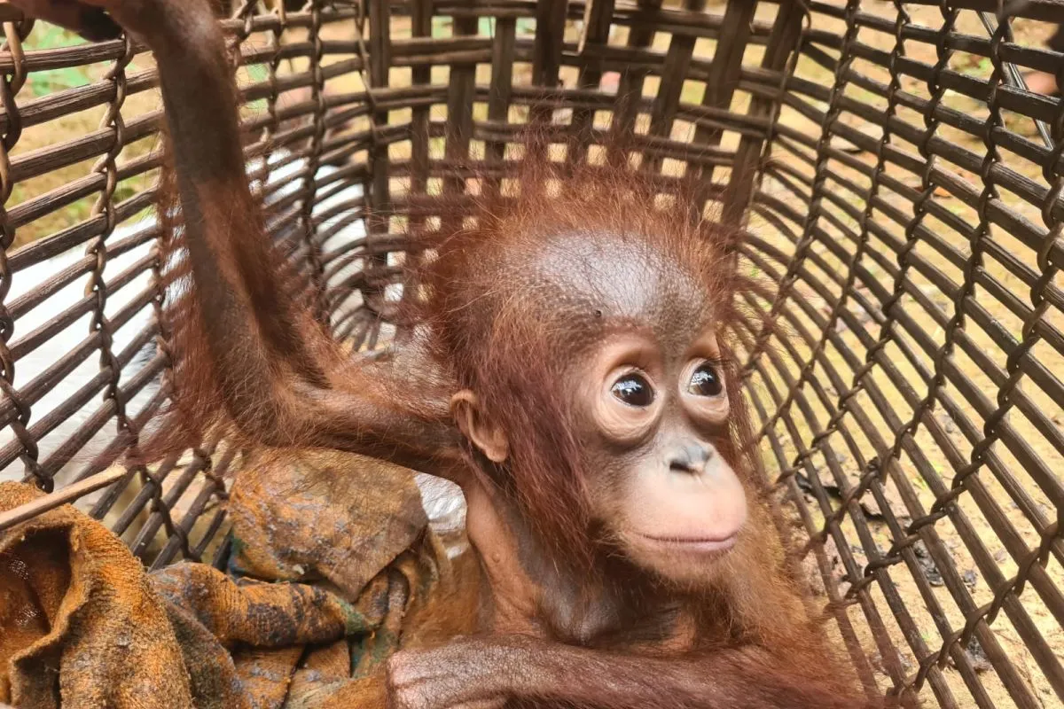 Salah satu orangutan yang berhasil diselamatkan oleh BKSDA Kalimantan Barat. | Sumber: Antara/HO-BKSDA