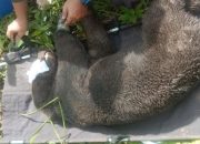 Beruang Madu Kesakitan Terkena Jerat di Aceh