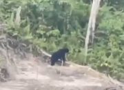 BKSDA Menduga Beruang Muncul di Lokasi Sumber Makanan