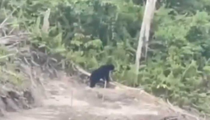 BKSDA Menduga Beruang Muncul di Lokasi Sumber Makanan
