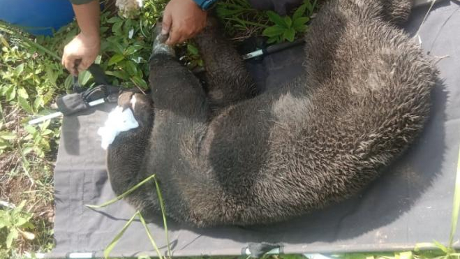 Tim dokter dari BKSDA Aceh mengobati luka beruang madu yang terkena jerat babi. | Foto: Yusriadi Yusuf/iNews
