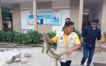Seekor biawak air (Varanus salvator) berhasil dievakuasi dari sekolah dasar yang berada di Kecamatan Lubuk Basung, Kabupaten Agam. | Foto: Yusrizal/Antara