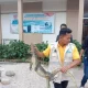 Seekor biawak air (Varanus salvator) berhasil dievakuasi dari sekolah dasar yang berada di Kecamatan Lubuk Basung, Kabupaten Agam. | Foto: Yusrizal/Antara
