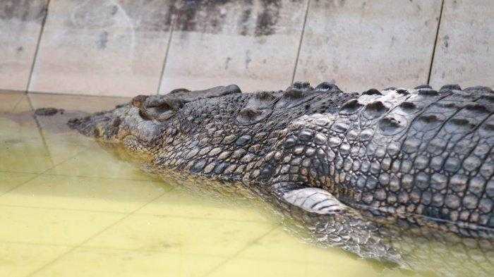 Bontang DPRD urges relocation of crocodiles from Lok Tuan Village
