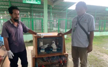Burung kakatua koki dan kasturi kepala-hitam telah diterima oleh BKSDA Maluku. | Foto: Winda Herman/Antara