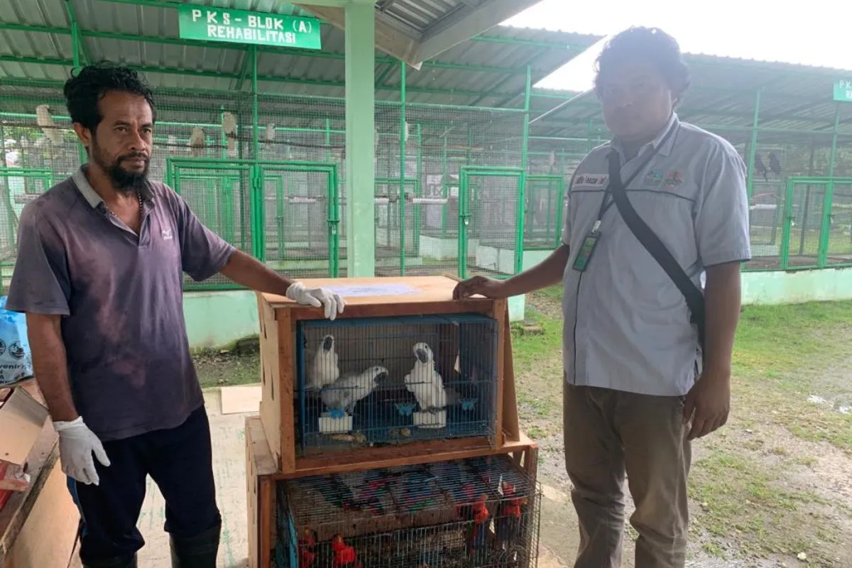 Burung kakatua koki dan kasturi kepala-hitam telah diterima oleh BKSDA Maluku. | Foto: Winda Herman/Antara