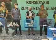 Digerebek Petugas, Kakatua dan Nuri Disita di Sulawesi Tenggara