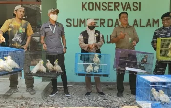 Satwa liar dilindungi jenis burung kakatua dan nuri berhasil diamankan oleh petugas. | Foto: Jamil Azali/TVOne