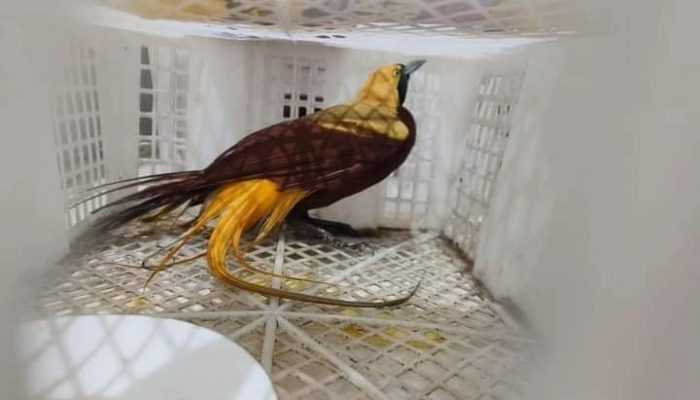 Miris, Penyelundupan Burung Endemik Papua Dikemas Botol