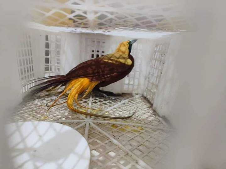 Burung cendrawasih kuning  kuning kecil (Paradisaea minor) yang disita dari upaya penyelundupan. | Sumber: Dok. BBKSDA Papua
