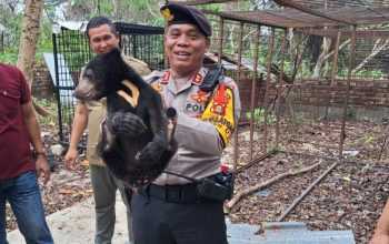 Anak beruang madu yang diselamatkan dari kawasan terbakar, kini telah diserahkan kepada BKSDA Sumatra Selatan. | Sumber: Humas Polri