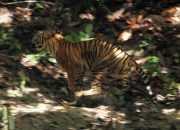 Konflik Ternak Warga Mati Disangka Harimau Sumatera