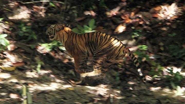Livestock conflict – Residents mistake deaths for Sumatran tigers