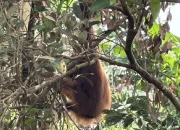Terjebak di Kebun Sawit, Orangutan Dipindahkan ke Cagar Alam