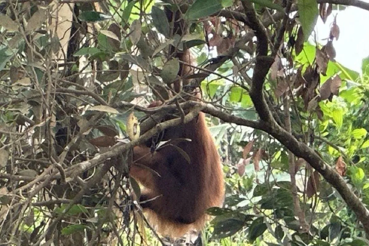 Satu individu orangutan kalimantan dipindahkan dari perkebunan sawit. | Sumber: Antara/HO-BKSDA Kalimantan Barat