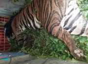 Harimau Sumatera Menjerit Terkena Jerat