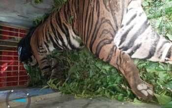 Harimau sumatera terkena jerat babi di Kecamatan Dolok Panribuan, Kabupaten Simalungun, Sumatra Utara. | Sumber: Analisadaily