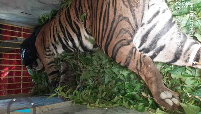 Harimau Sumatera Menjerit Terkena Jerat