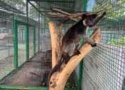 Kangguru Pohon Hasil Sitaan akan Ditranslokasi ke Taman Safari