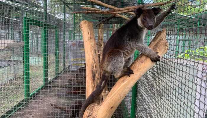 Kangguru Pohon Hasil Sitaan akan Ditranslokasi ke Taman Safari